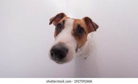 Portrait Of Funny Dog Jack Russell Terrier On A White Background. Fish Eye.