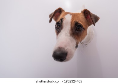 Portrait Of Funny Dog Jack Russell Terrier On A White Background. Fish Eye.