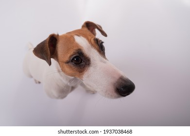 Portrait Of Funny Dog Jack Russell Terrier On A White Background. Fish Eye.