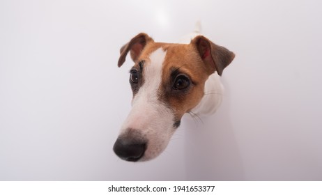 Portrait Of Funny Dog Jack Russell Terrier On A White Background. Fish Eye.