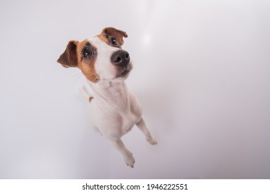 Portrait Of Funny Dog Jack Russell Terrier On A White Background. Fish Eye.