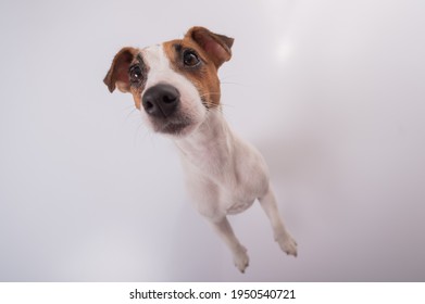 Portrait Of Funny Dog Jack Russell Terrier On A White Background. Fish Eye.