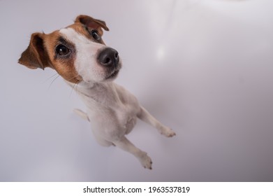 Portrait Of Funny Dog Jack Russell Terrier On A White Background. Fish Eye.