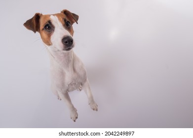 Portrait Of Funny Dog Jack Russell Terrier On A White Background. Fish Eye.