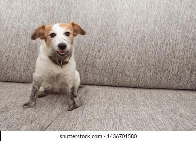 Portrait Funny Dog Mischief. Dirty Jack Russell Playing On Sofa Furniture With Muddy Paws And Happy Expression.