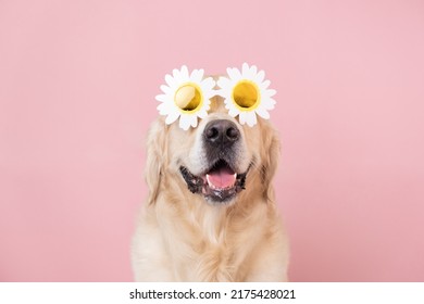 portrait of a funny dog on a pink isolated background with daisy glasses. Golden retriever in summer sunglasses