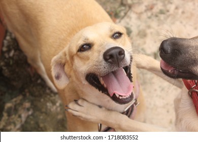 portrait of funny dogs playing in free space. - Shutterstock ID 1718083552