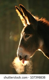 Portrait of funny donkey foal