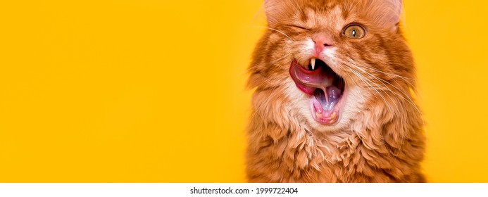 Portrait Of Funny Ginger Domestic Cat With Widly Open Moth And Long Tounge Out. Burmese Kitten Lick With Tongue. Tasty Food For Domestic Animal. Winking Cat Isolated On Yellow Paper Background.