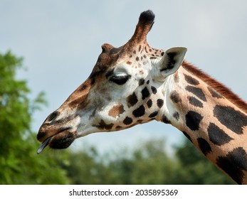 Portrait Of A Funny Giraffe, Sticking Out Tongue. Close Up Of The Head, Against Blue Sky With Trees. With Copy Space, No People. Fun Idea For Poster Of Postcard