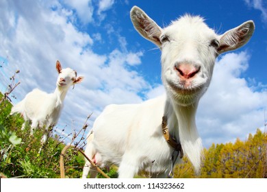 Portrait of a funny goat looking to a camera over blue sky background