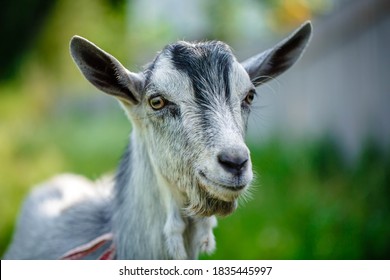 The portrait of funny goat on the background of green field. Beautiful young goat portrait outdoors. Backyard homestead with goats. - Powered by Shutterstock