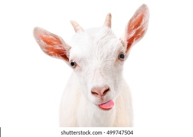 Portrait of a funny goat showing tongue isolated on white background