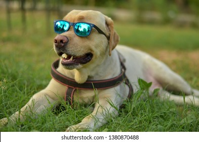 Portrait Of A Funny Golden Labrador Retriever Dog Sitting In A Park Wearing Blue Shade Goggles In Summers