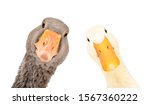 Portrait of a funny goose and duck, closeup, isolated on a white background