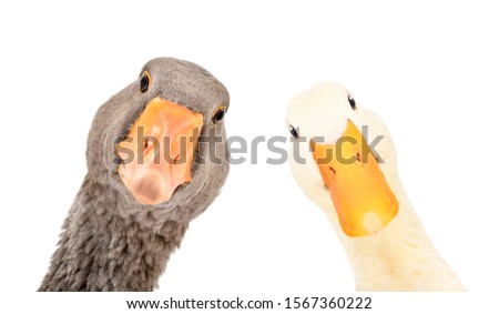 Portrait of a funny goose and duck, closeup, isolated on a white background