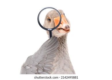 Portrait of a funny goose looking through a magnifying glass isolated on a white background