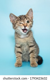 Portrait of a funny gray winking kitten, a mongrel on a blue background - Shutterstock ID 1793423632