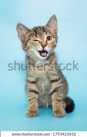 Portrait of a funny gray winking kitten, a mongrel on a blue background