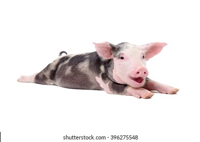 Portrait of a funny grunting pig lying isolated on white background