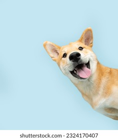 Portrait funny and happy shiba inu puppy dog peeking out from behind a blue banner. Isolated on blue pastel background - Shutterstock ID 2324170407