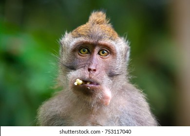 Portrait of a funny hungry macaque with a mouthful of banana looks with a request in the frame. Cute monkeys lives in Ubud Monkey Forest, Bali, Indonesia.