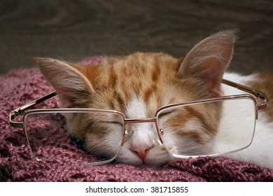 Portrait of a funny kitten with big glasses 