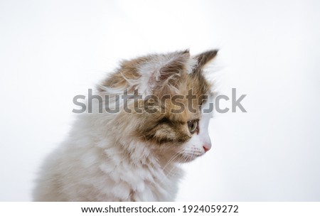 Similar – Image, Stock Photo Chili chills. Animal Pet