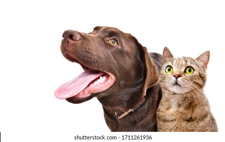 Portrait of a funny Labrador and a curious cat Scottish Straight, closeup, side view, isolated on white background