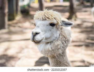 Portrait Of Funny Lama With Fringe In Zoo