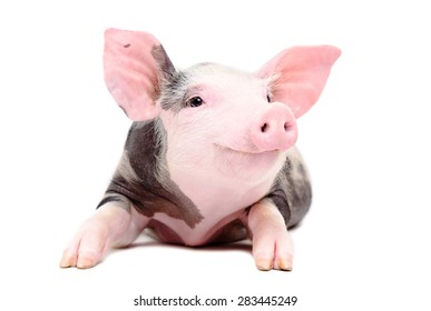 Portrait of the funny little pig isolated on a white background