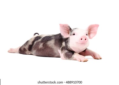 Portrait of a funny little pig, lying with legs outstretched, isolated on white background