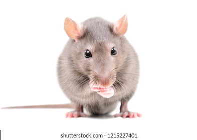 Portrait of a funny little rat, isolated on white background