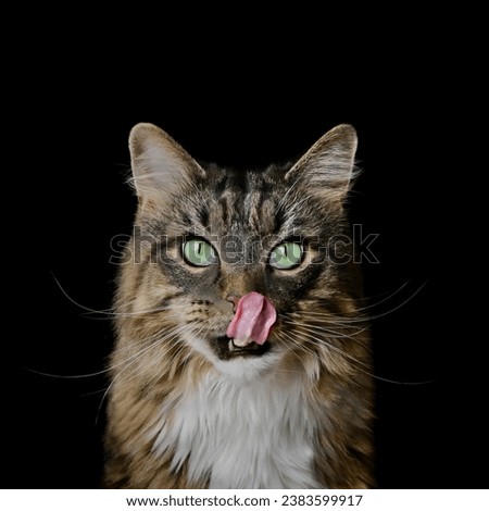 Portrait of funny longhair cat licking lips. Square image isolated on black background.