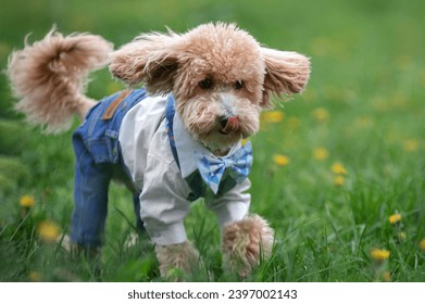  portrait of a funny maltipoo with red fur and fluffy paws jumping on a walk in the park. Maltipu is a mix of poodle and Maltese dog breeds