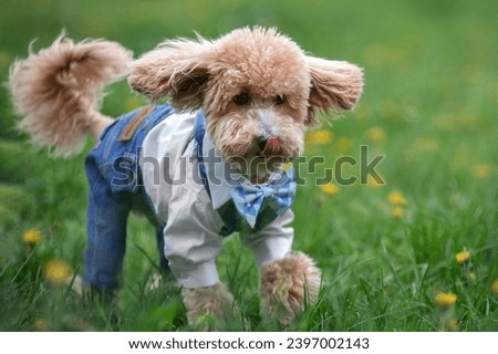  portrait of a funny maltipoo with red fur and fluffy paws jumping on a walk in the park. Maltipu is a mix of poodle and Maltese dog breeds