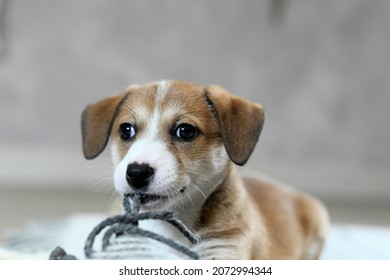 435 Dog fringe Images, Stock Photos & Vectors | Shutterstock