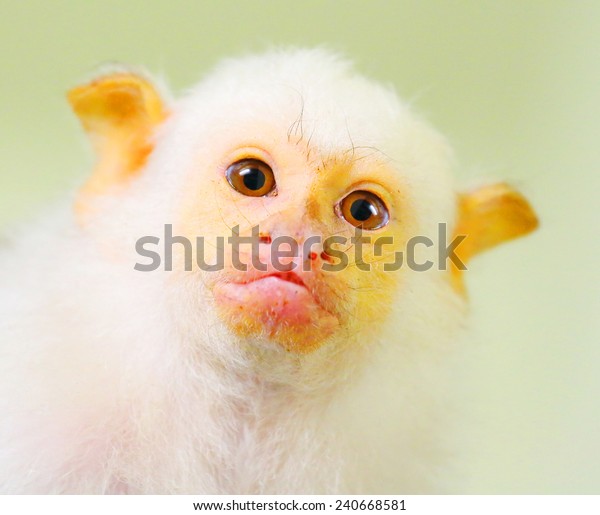 Portrait of funny monkey. The Silvery\
Marmoset (Mico argentatus). Close up with shallow\
DOF.