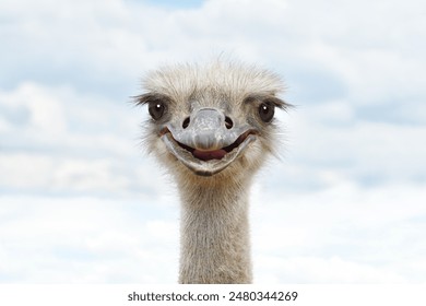 Portrait of a funny ostrich against the sky