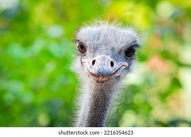 Portrait of a funny ostrich. Head of an ostrich close-up. - Powered by Shutterstock