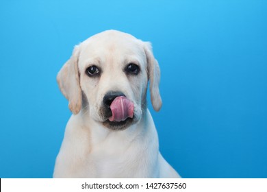 Portrait of funny pale yellow labrador retriever puppy sticking out tongue on blue background - Shutterstock ID 1427637560