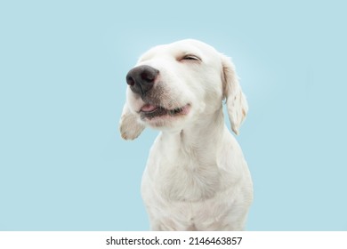 Portrait funny puppy dog making a face. Isolated on blue pastel background - Shutterstock ID 2146463857