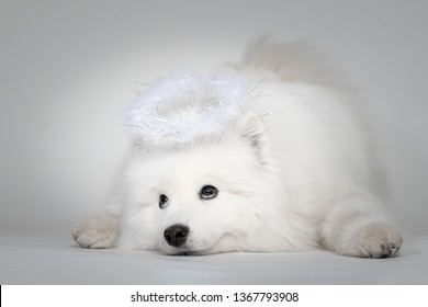 Samoyed Smile Images Stock Photos Vectors Shutterstock