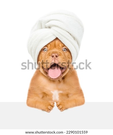 Portrait of a funny puppy with towel on it head looks above empty white banner. isolated on white background
