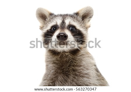 Portrait of a funny raccoon, closeup, isolated on white background
