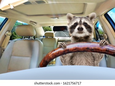 Portrait Of A Funny Raccoon Driving A Car