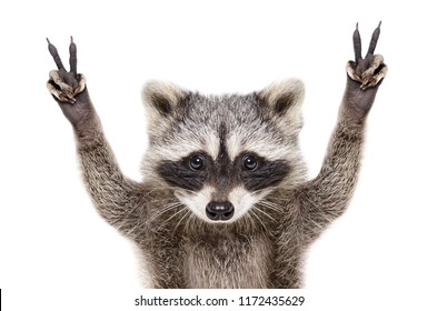 Portrait of a funny raccoon, showing a sign peace, isolated on white background - Powered by Shutterstock