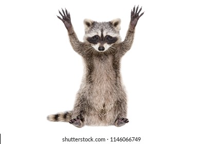 Portrait of a funny raccoon sitting with paws raised, isolated on white background - Shutterstock ID 1146066749