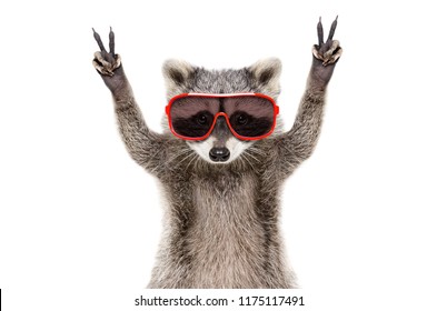Portrait of a funny raccoon in sunglasses, showing a sign peace, isolated on white background - Shutterstock ID 1175117491