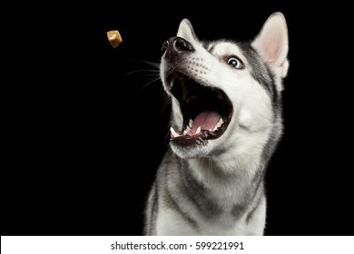 Portrait Of Funny Siberian Husky Dog Opened Mouth Catching Treat On Isolated Black Background, Front View